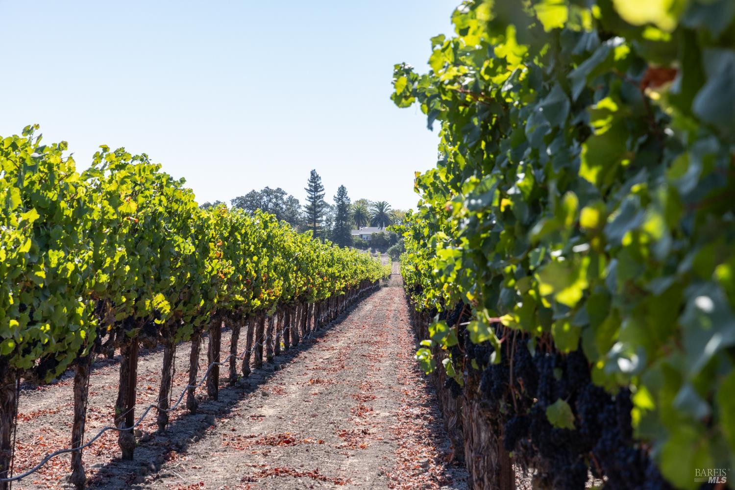 Detail Gallery Image 16 of 18 For 3000 River Rd, Windsor,  CA 95492 - – Beds | – Baths