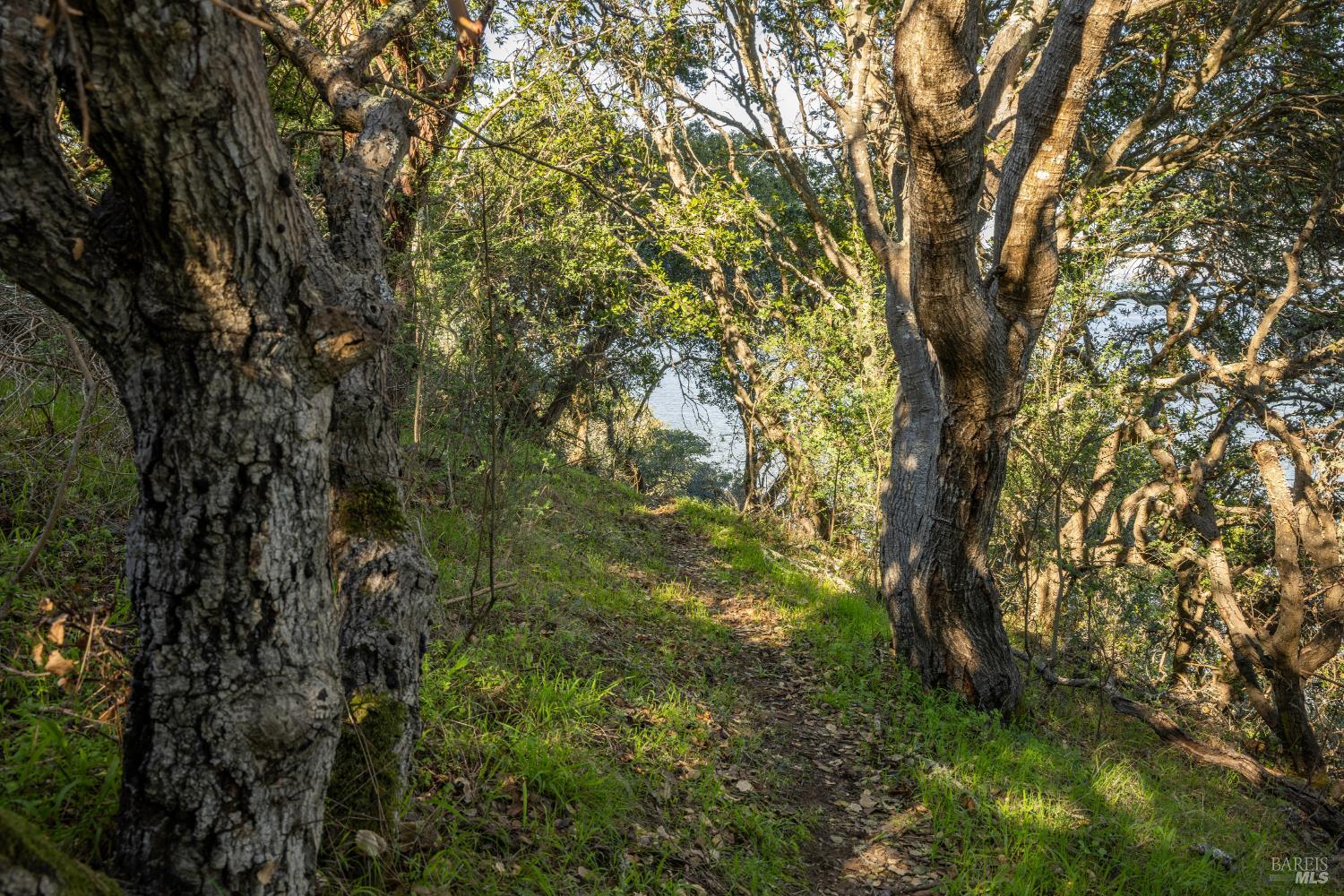 Detail Gallery Image 17 of 20 For 2800 Paradise Dr, Tiburon,  CA 94920 - – Beds | – Baths