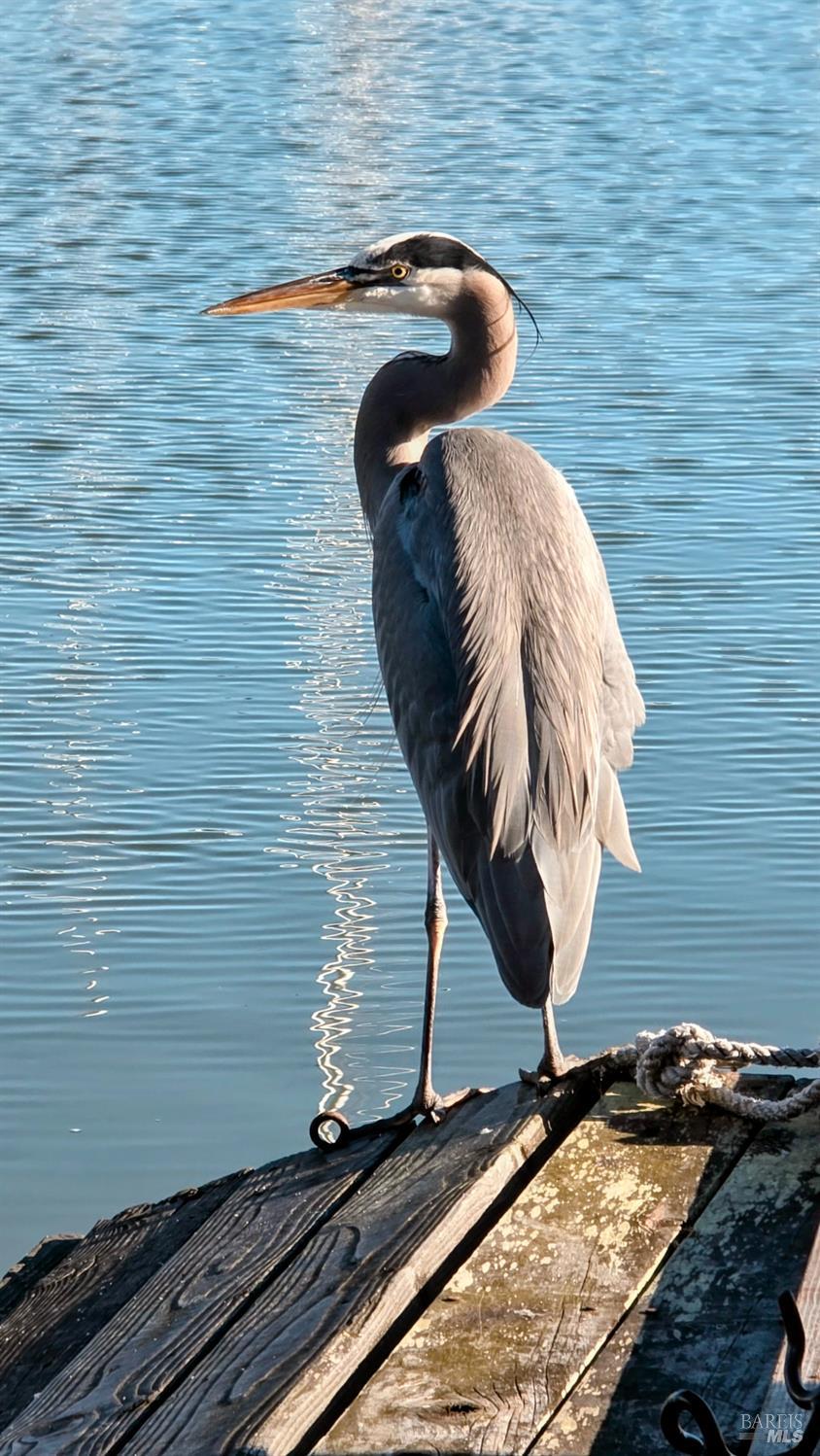 Detail Gallery Image 38 of 46 For 136 Peacock Dr, San Rafael,  CA 94901 - 4 Beds | 2 Baths