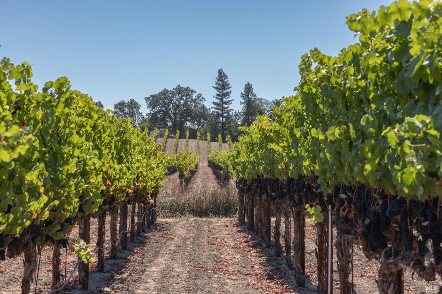 Detail Gallery Image 5 of 18 For 3000 River Rd, Windsor,  CA 95492 - – Beds | – Baths