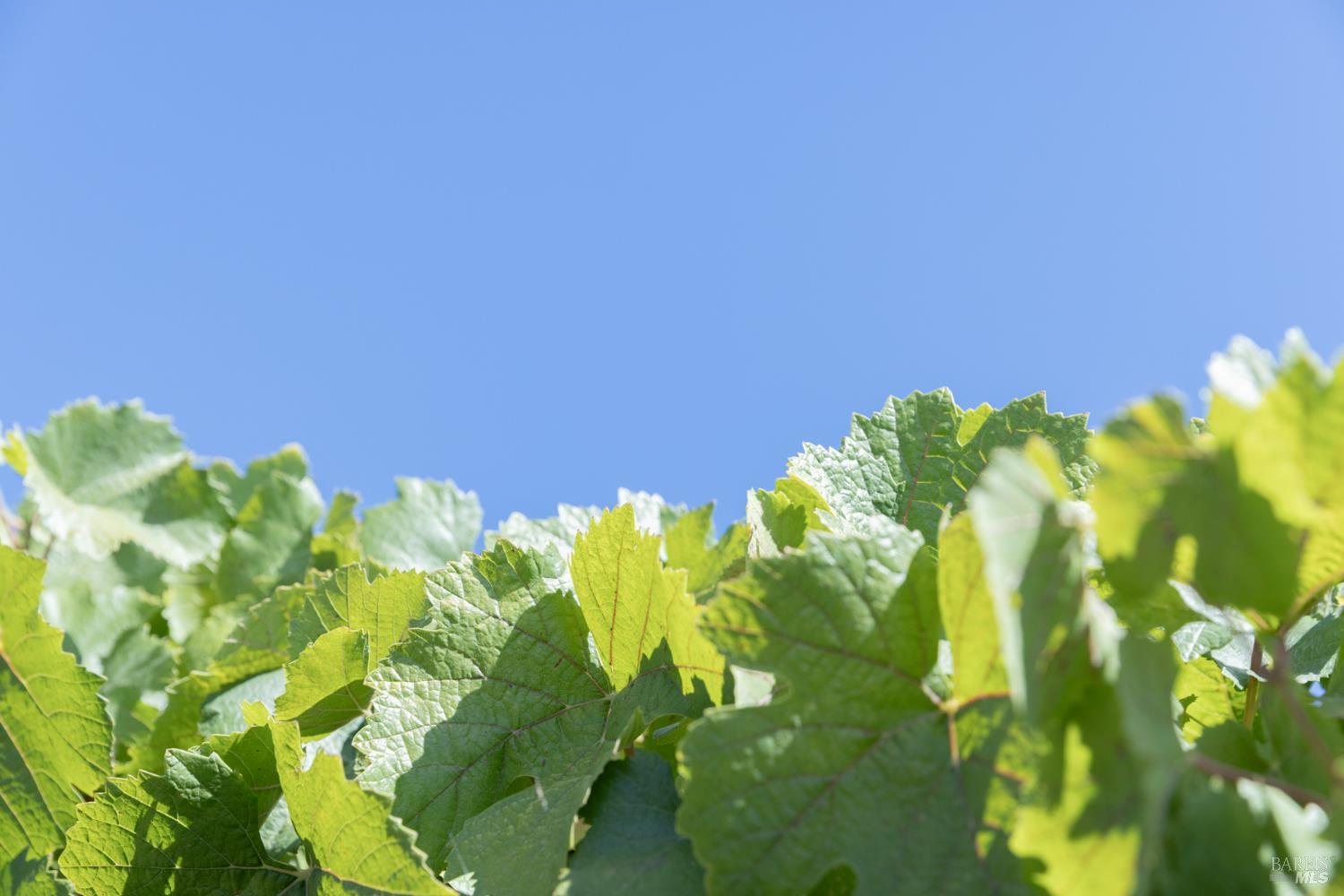 Detail Gallery Image 13 of 18 For 3000 River Rd, Windsor,  CA 95492 - – Beds | – Baths