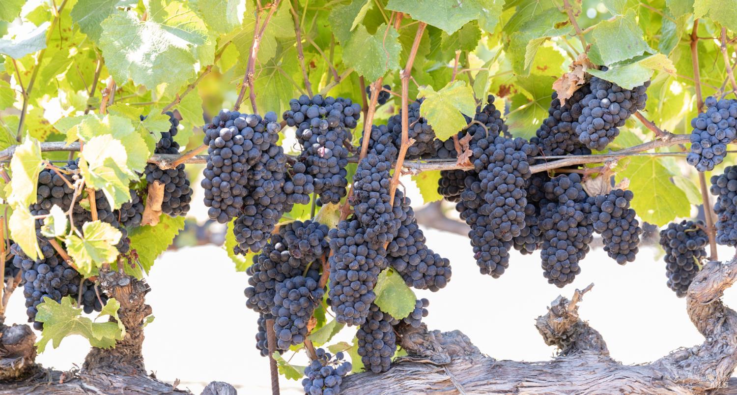 Detail Gallery Image 15 of 18 For 3000 River Rd, Windsor,  CA 95492 - – Beds | – Baths