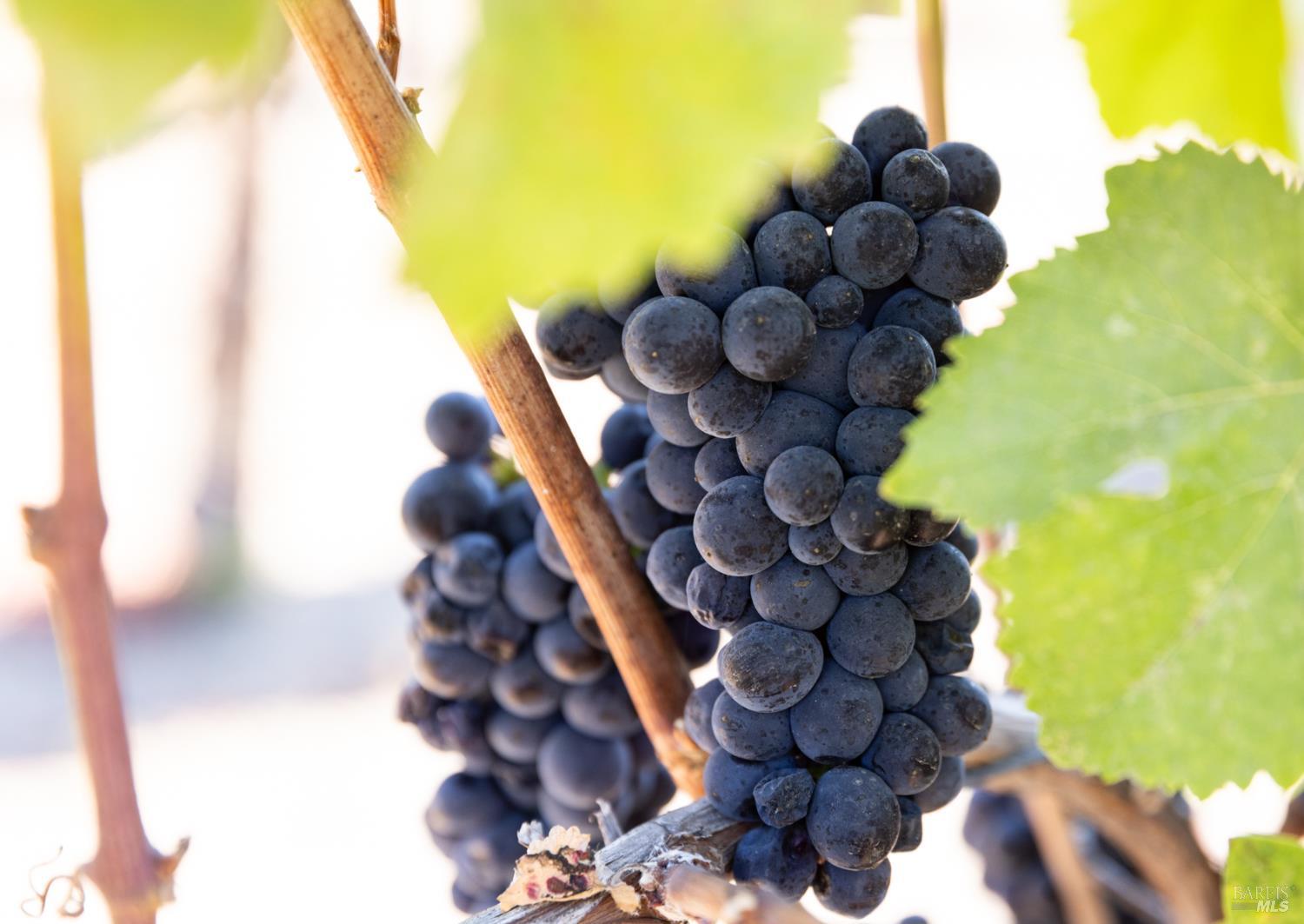 Detail Gallery Image 17 of 18 For 3000 River Rd, Windsor,  CA 95492 - – Beds | – Baths