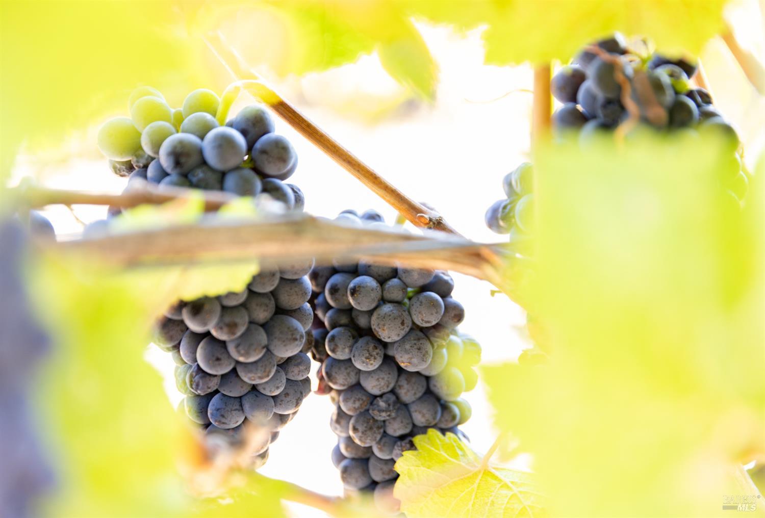 Detail Gallery Image 11 of 18 For 3000 River Rd, Windsor,  CA 95492 - – Beds | – Baths