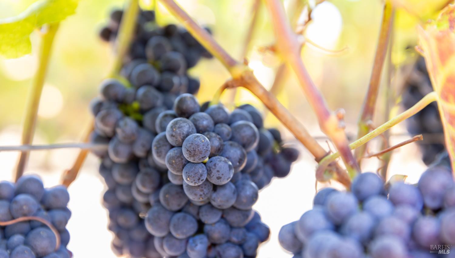 Detail Gallery Image 14 of 18 For 3000 River Rd, Windsor,  CA 95492 - – Beds | – Baths