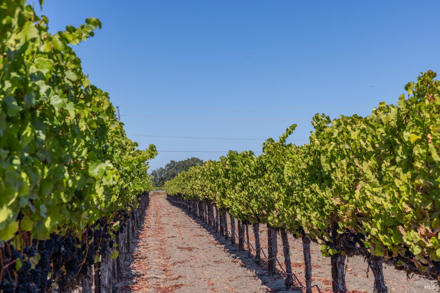 Detail Gallery Image 3 of 18 For 3000 River Rd, Windsor,  CA 95492 - – Beds | – Baths