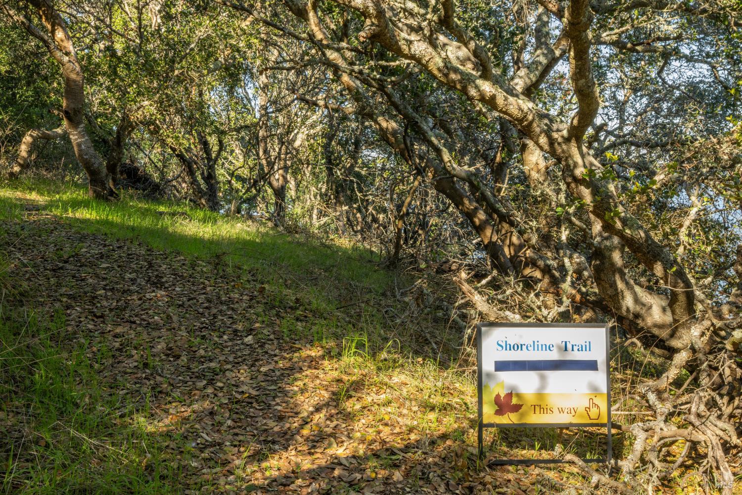 Detail Gallery Image 16 of 20 For 2800 Paradise Dr, Tiburon,  CA 94920 - – Beds | – Baths