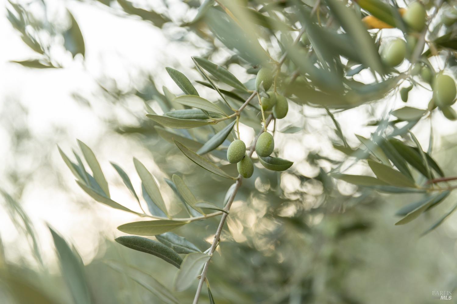 Detail Gallery Image 48 of 48 For 601 Rossi Rd, Saint Helena,  CA 94574 - 3 Beds | 2/1 Baths