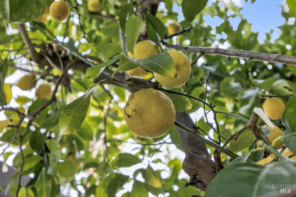 Detail Gallery Image 49 of 57 For 1330 Blackberry Ct, Dixon,  CA 95620 - 3 Beds | 2 Baths