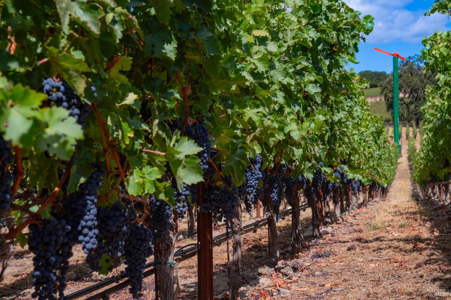 Detail Gallery Image 5 of 30 For 4094 E 3rd Ave, Napa,  CA 94558 - 4 Beds | 2 Baths