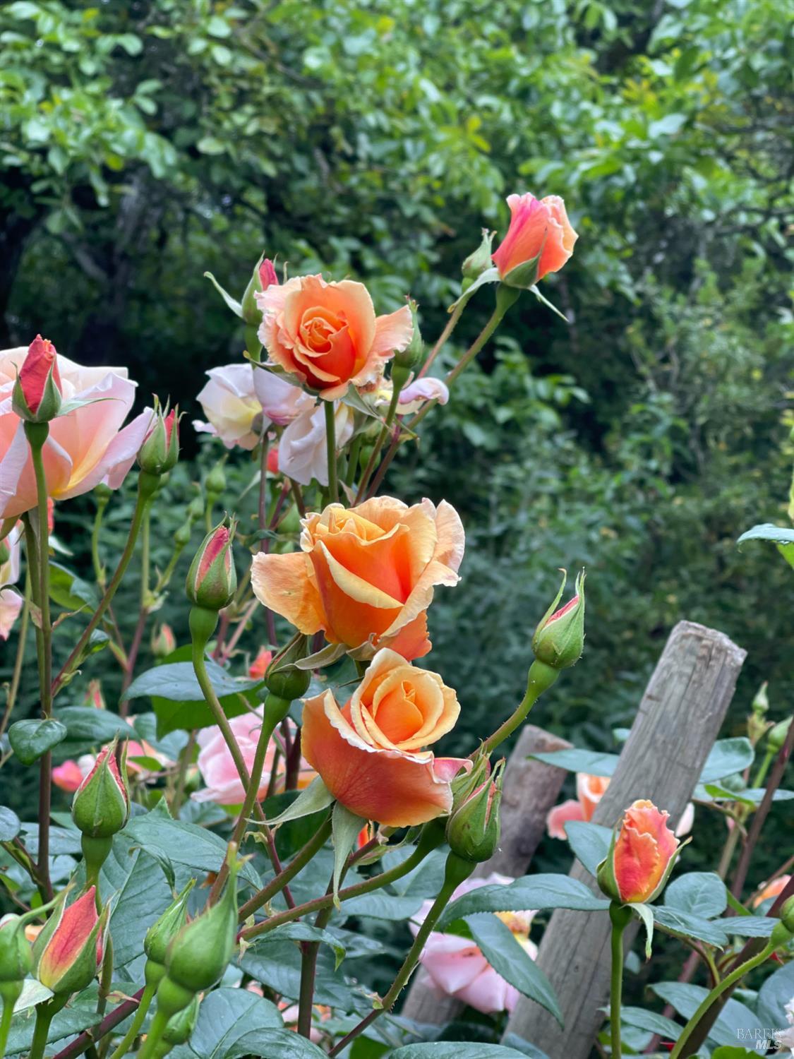 Detail Gallery Image 46 of 69 For 1417 Deer Ln, Sebastopol,  CA 95472 - 4 Beds | 2/1 Baths