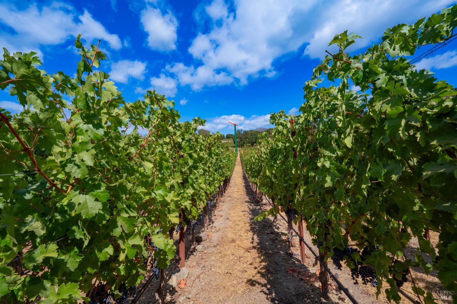 Detail Gallery Image 18 of 30 For 4094 E 3rd Ave, Napa,  CA 94558 - 4 Beds | 2 Baths