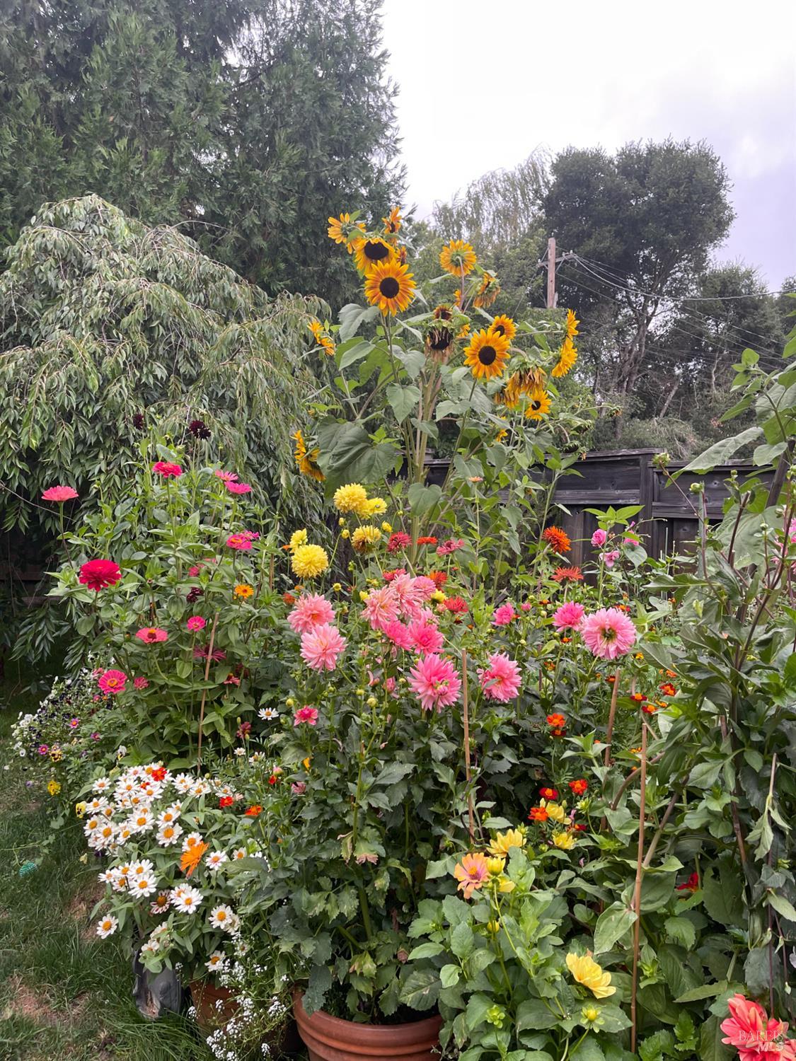 Detail Gallery Image 53 of 69 For 1417 Deer Ln, Sebastopol,  CA 95472 - 4 Beds | 2/1 Baths