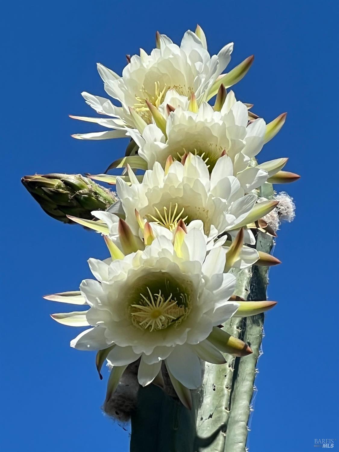 Detail Gallery Image 54 of 69 For 1417 Deer Ln, Sebastopol,  CA 95472 - 4 Beds | 2/1 Baths
