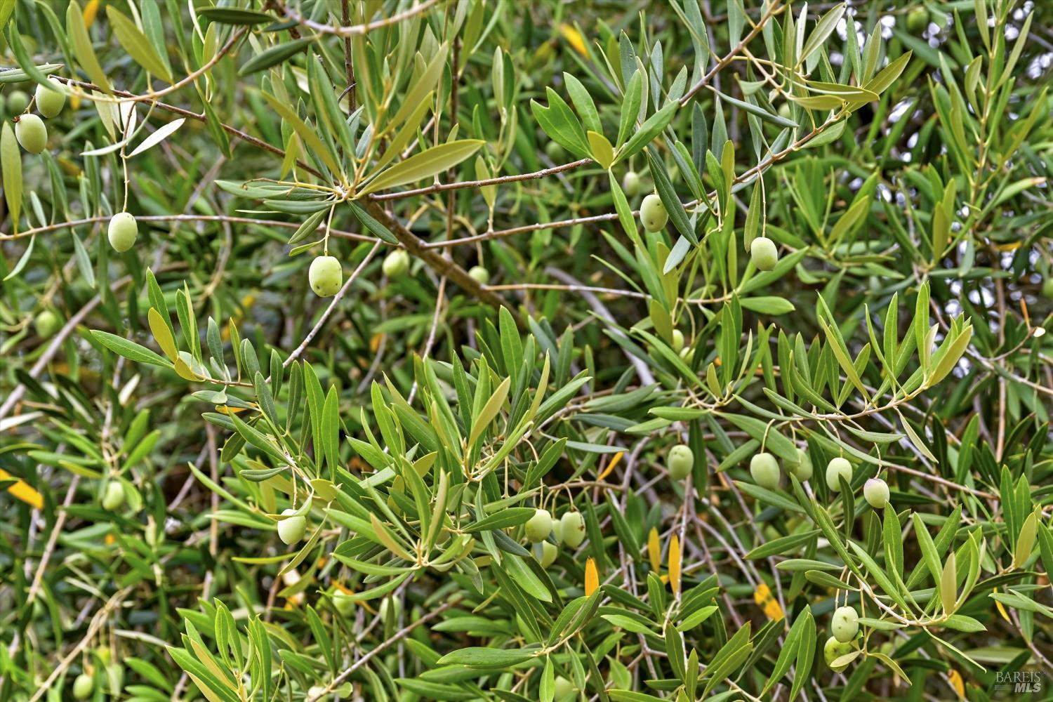 Detail Gallery Image 54 of 64 For 31000 Pine Mountain Rd, Cloverdale,  CA 95425 - 3 Beds | 3 Baths