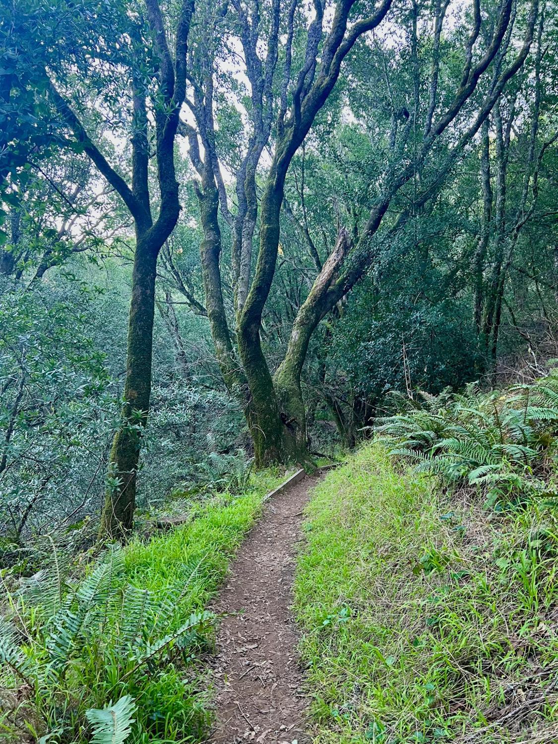 Detail Gallery Image 34 of 41 For 70 Madrone Park Cir, Mill Valley,  CA 94941 - 4 Beds | 2/1 Baths