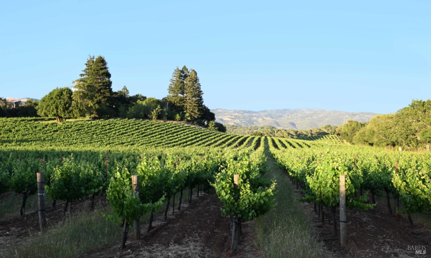 Detail Gallery Image 46 of 51 For 7596 Sonoma Mountain Rd, Glen Ellen,  CA 95442 - 7 Beds | 6/4 Baths