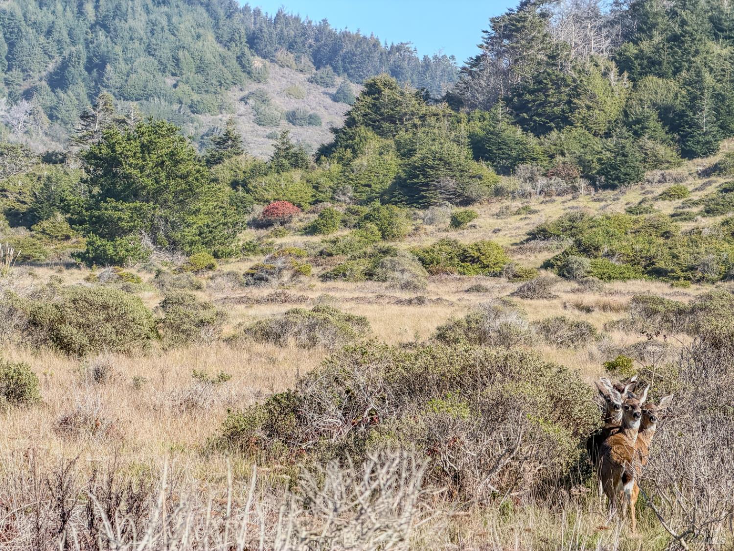 Detail Gallery Image 14 of 14 For 37601 N Highway 1 Hwy, Westport,  CA 95488 - – Beds | – Baths