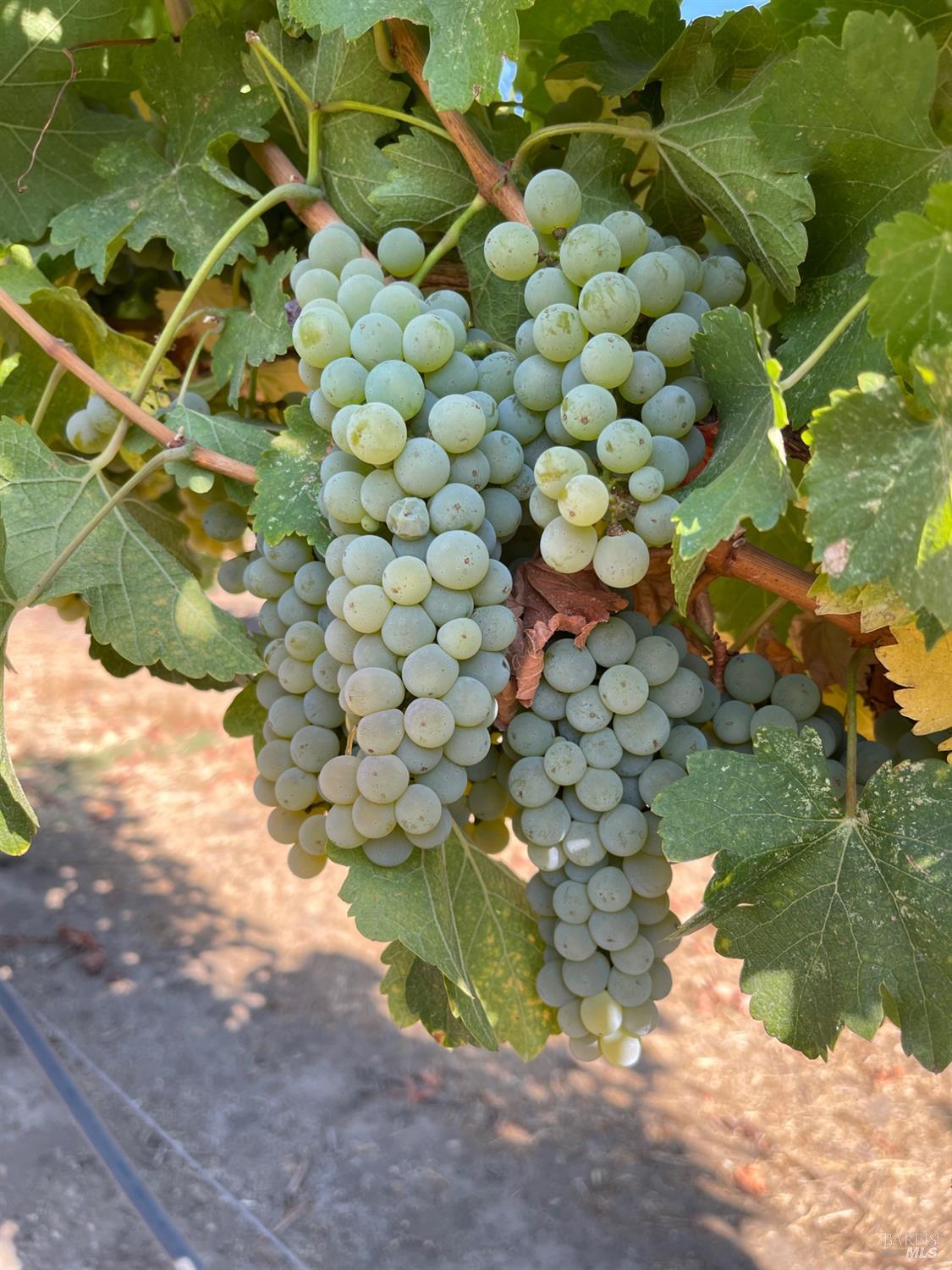 Detail Gallery Image 66 of 78 For 8320 Franz Valley Rd, Calistoga,  CA 94515 - 8 Beds | 8/2 Baths