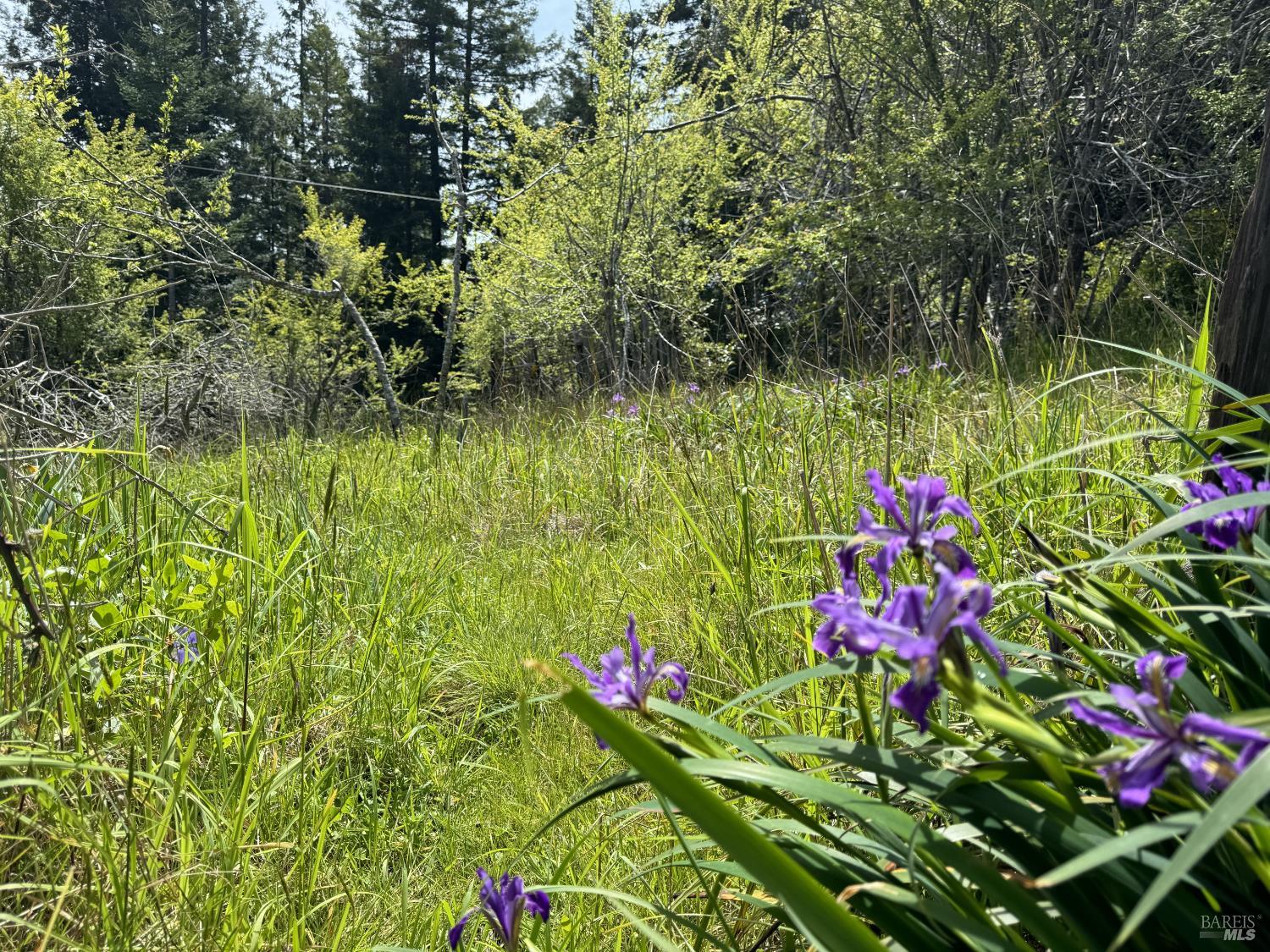 Detail Gallery Image 6 of 12 For 23501 Branscomb Rd, Westport,  CA 95488 - – Beds | – Baths