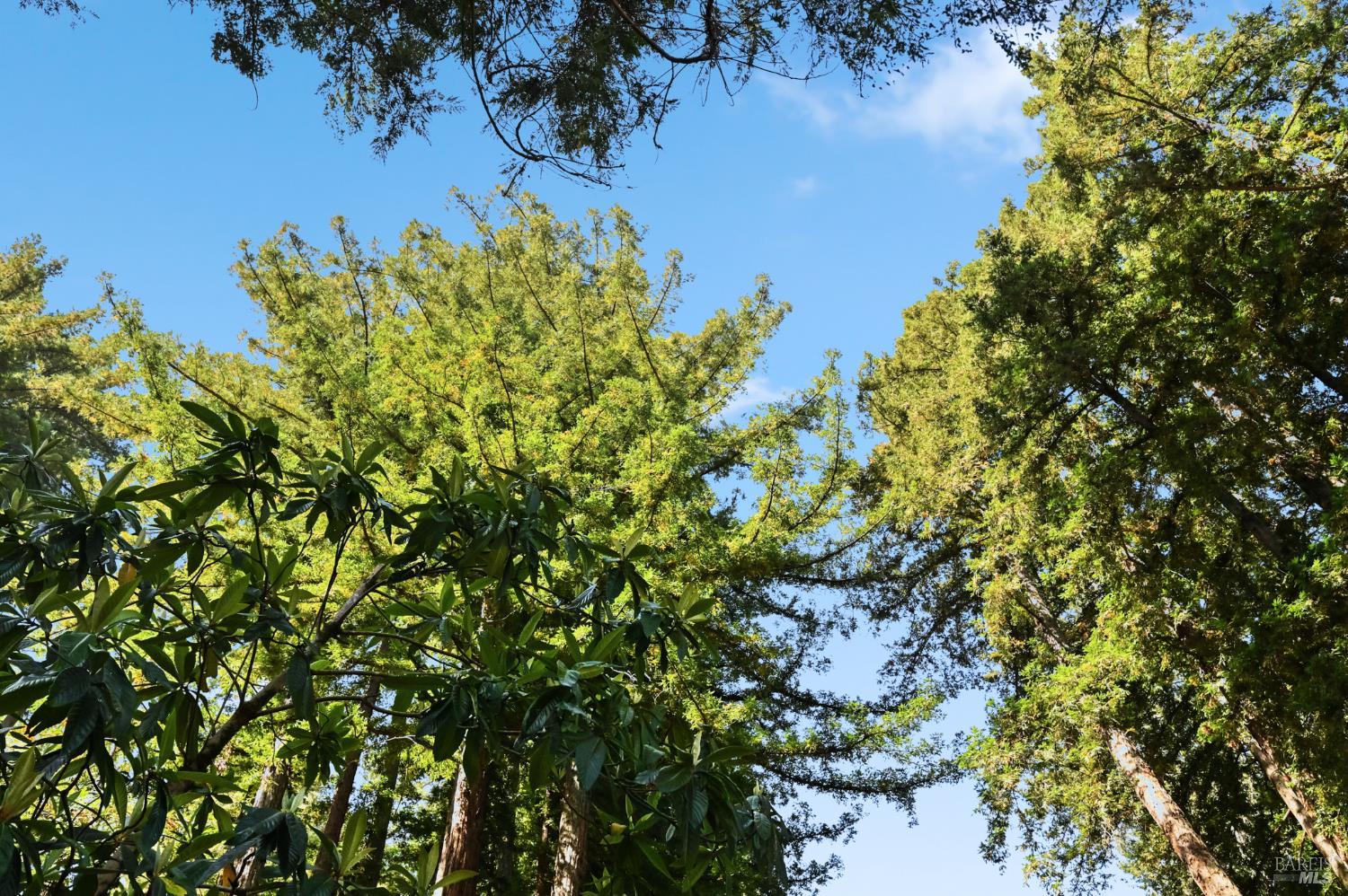 Detail Gallery Image 49 of 49 For 10293 Field Ln, Forestville,  CA 95436 - 2 Beds | 1 Baths