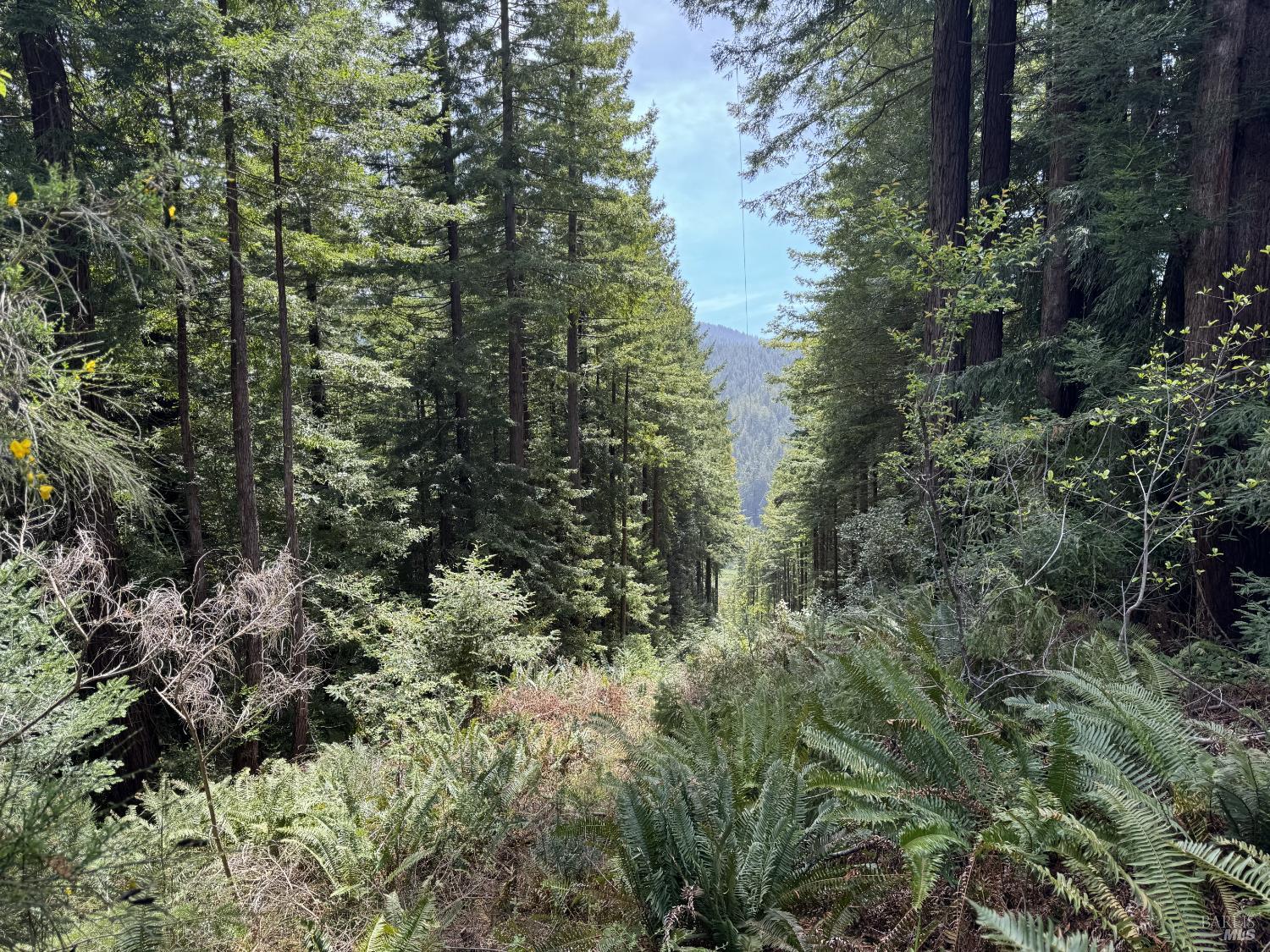 Detail Gallery Image 10 of 12 For 23501 Branscomb Rd, Westport,  CA 95488 - – Beds | – Baths