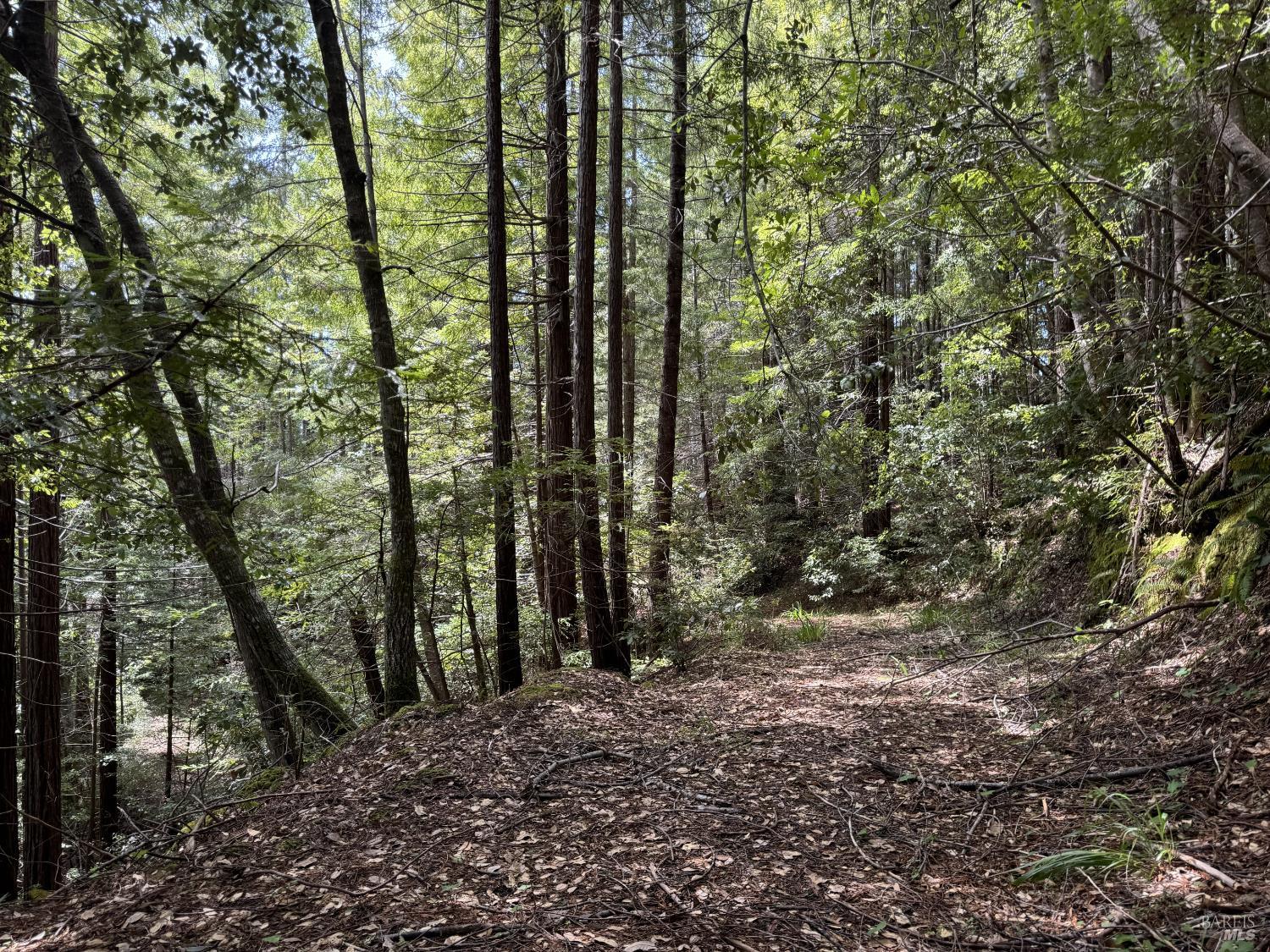 Detail Gallery Image 8 of 12 For 23501 Branscomb Rd, Westport,  CA 95488 - – Beds | – Baths