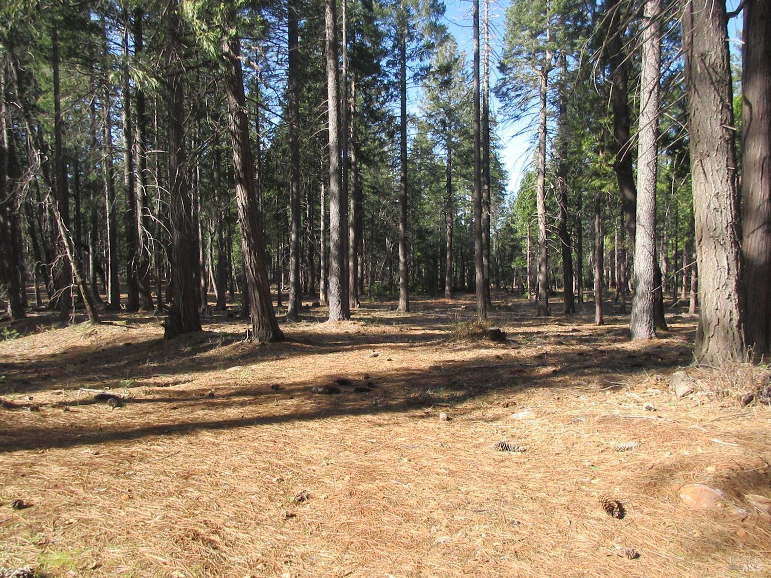 Detail Gallery Image 18 of 20 For 3 Acres Woodridge Dr, Shingletown,  CA 96088 - – Beds | – Baths