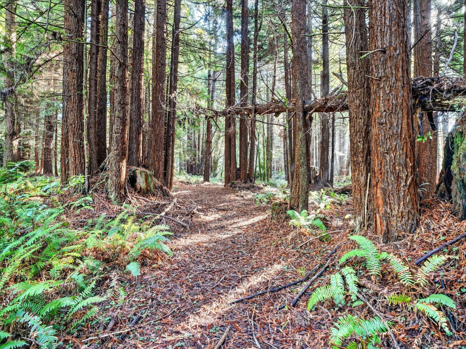 Detail Gallery Image 37 of 47 For 19400 Dorffi Rd, Fort Bragg,  CA 95437 - 3 Beds | 2/1 Baths
