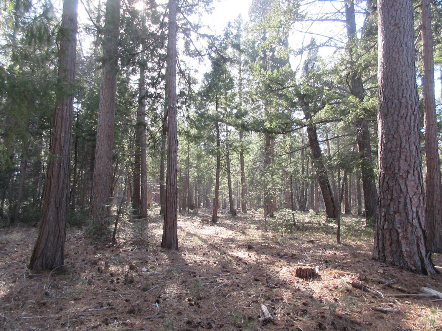 Detail Gallery Image 9 of 20 For 3 Acres Woodridge Dr, Shingletown,  CA 96088 - – Beds | – Baths