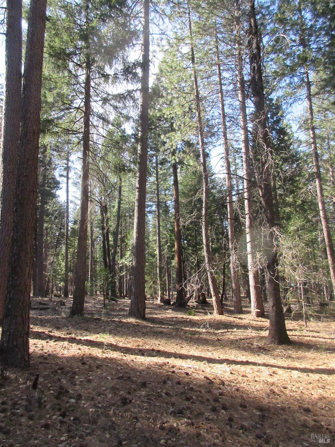 Detail Gallery Image 16 of 20 For 3 Acres Woodridge Dr, Shingletown,  CA 96088 - – Beds | – Baths