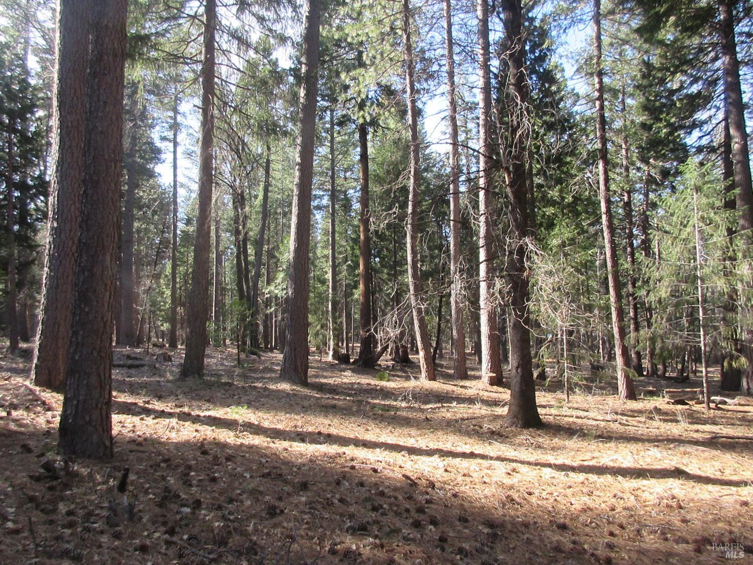 Detail Gallery Image 15 of 20 For 3 Acres Woodridge Dr, Shingletown,  CA 96088 - – Beds | – Baths