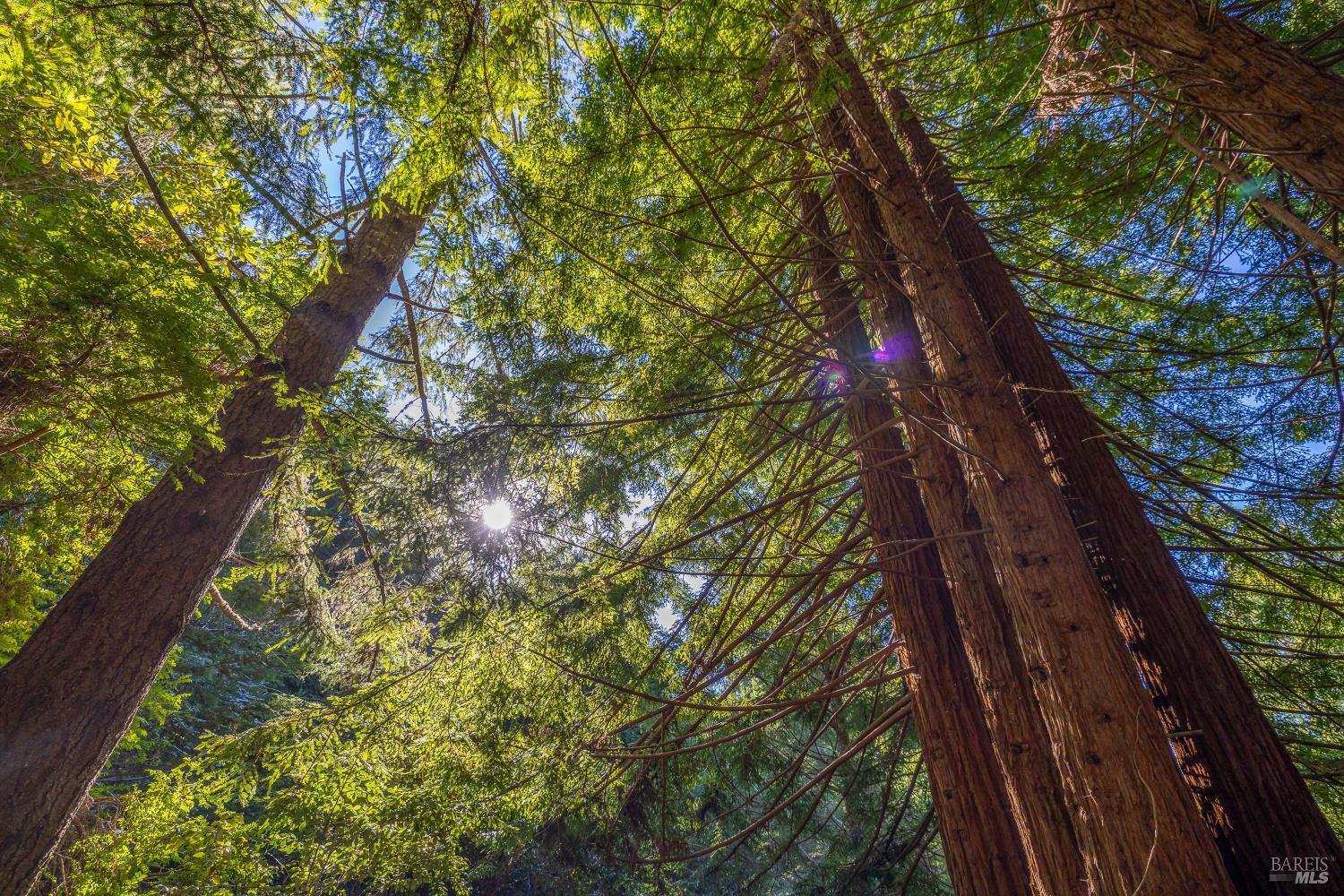 Detail Gallery Image 12 of 15 For 44720 Jack Peters Creek Rd, Mendocino,  CA 95460 - 3 Beds | 2 Baths