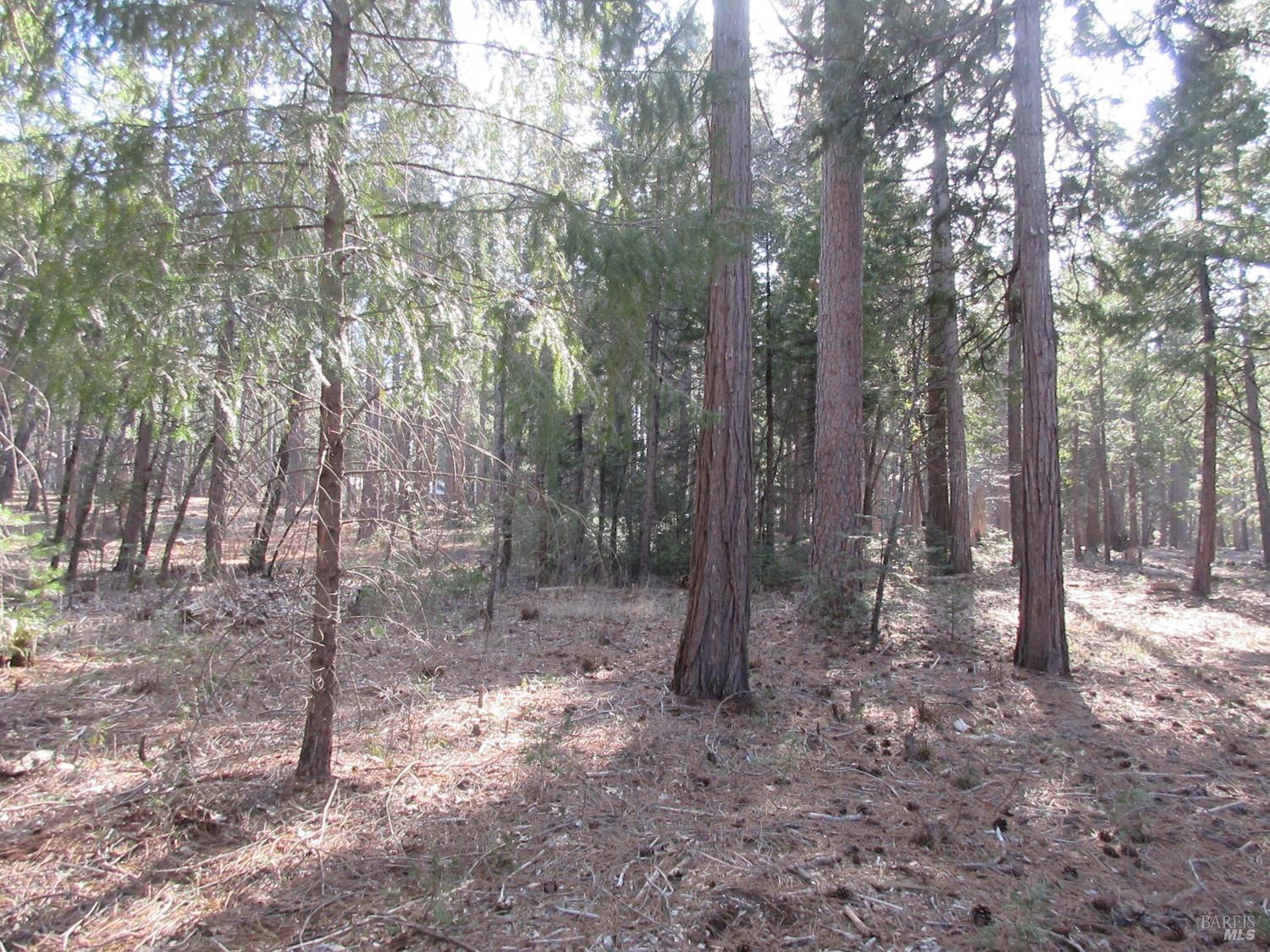 Detail Gallery Image 10 of 20 For 3 Acres Woodridge Dr, Shingletown,  CA 96088 - – Beds | – Baths