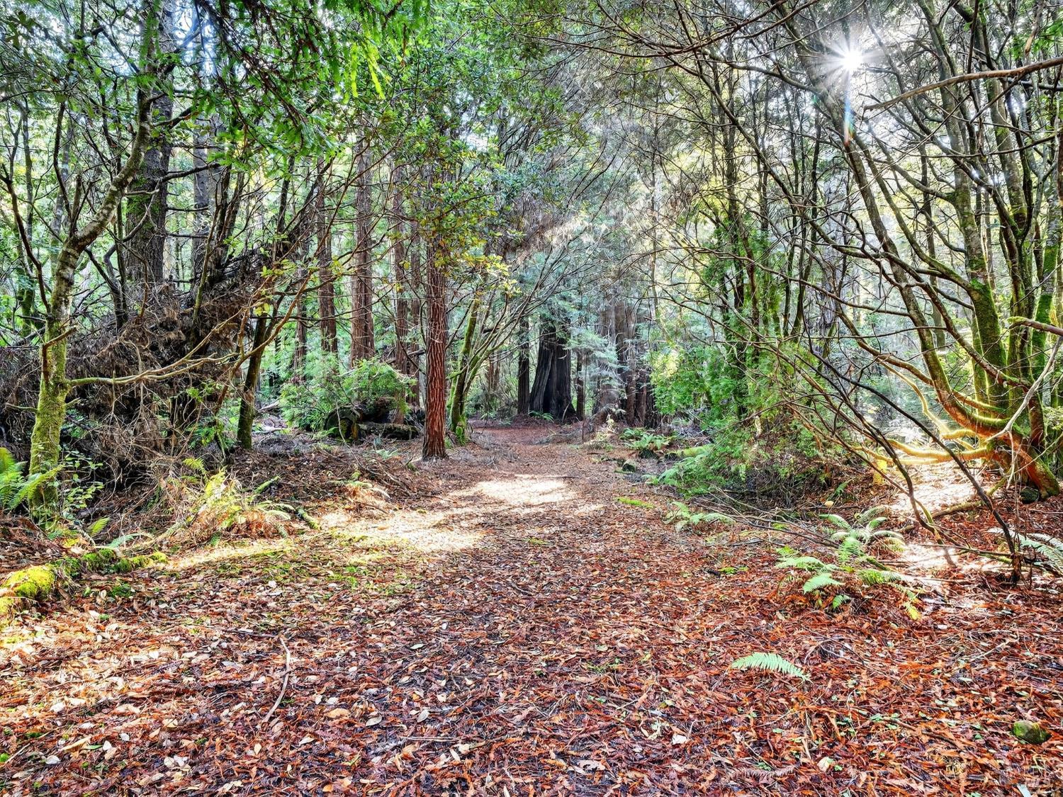 Detail Gallery Image 43 of 47 For 19400 Dorffi Rd, Fort Bragg,  CA 95437 - 3 Beds | 2/1 Baths