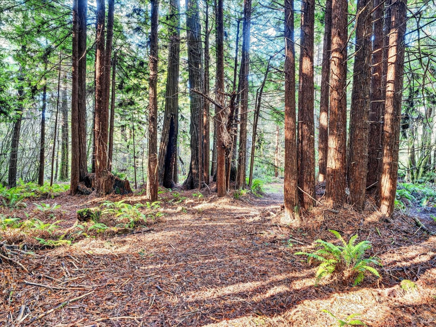 Detail Gallery Image 38 of 47 For 19400 Dorffi Rd, Fort Bragg,  CA 95437 - 3 Beds | 2/1 Baths