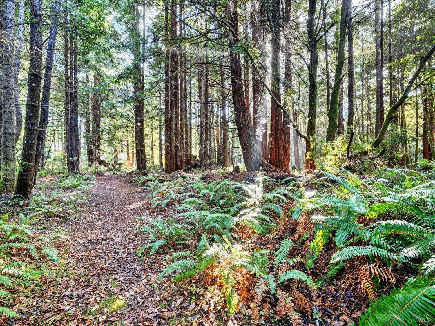 Detail Gallery Image 41 of 47 For 19400 Dorffi Rd, Fort Bragg,  CA 95437 - 3 Beds | 2/1 Baths