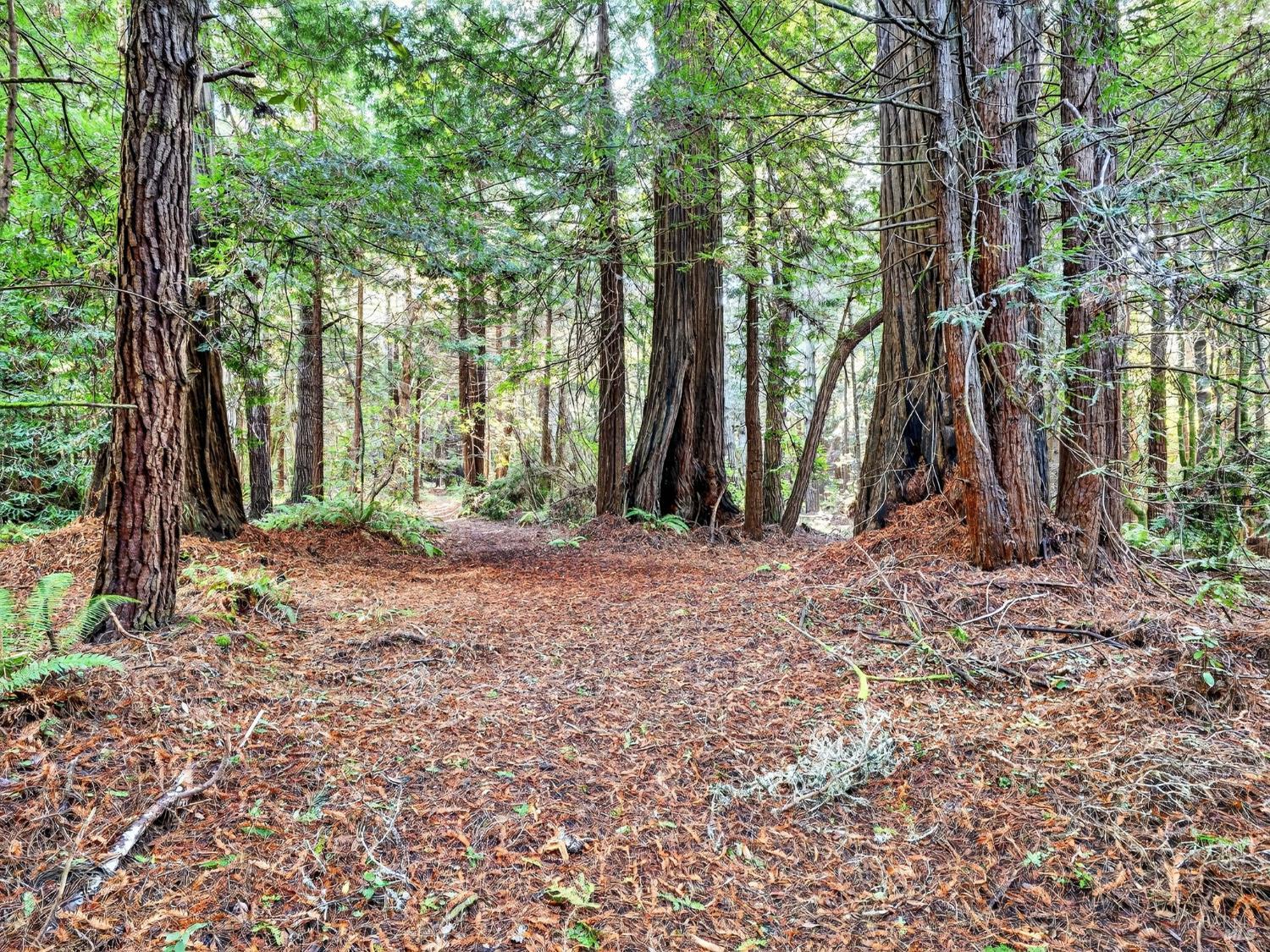 Detail Gallery Image 44 of 47 For 19400 Dorffi Rd, Fort Bragg,  CA 95437 - 3 Beds | 2/1 Baths