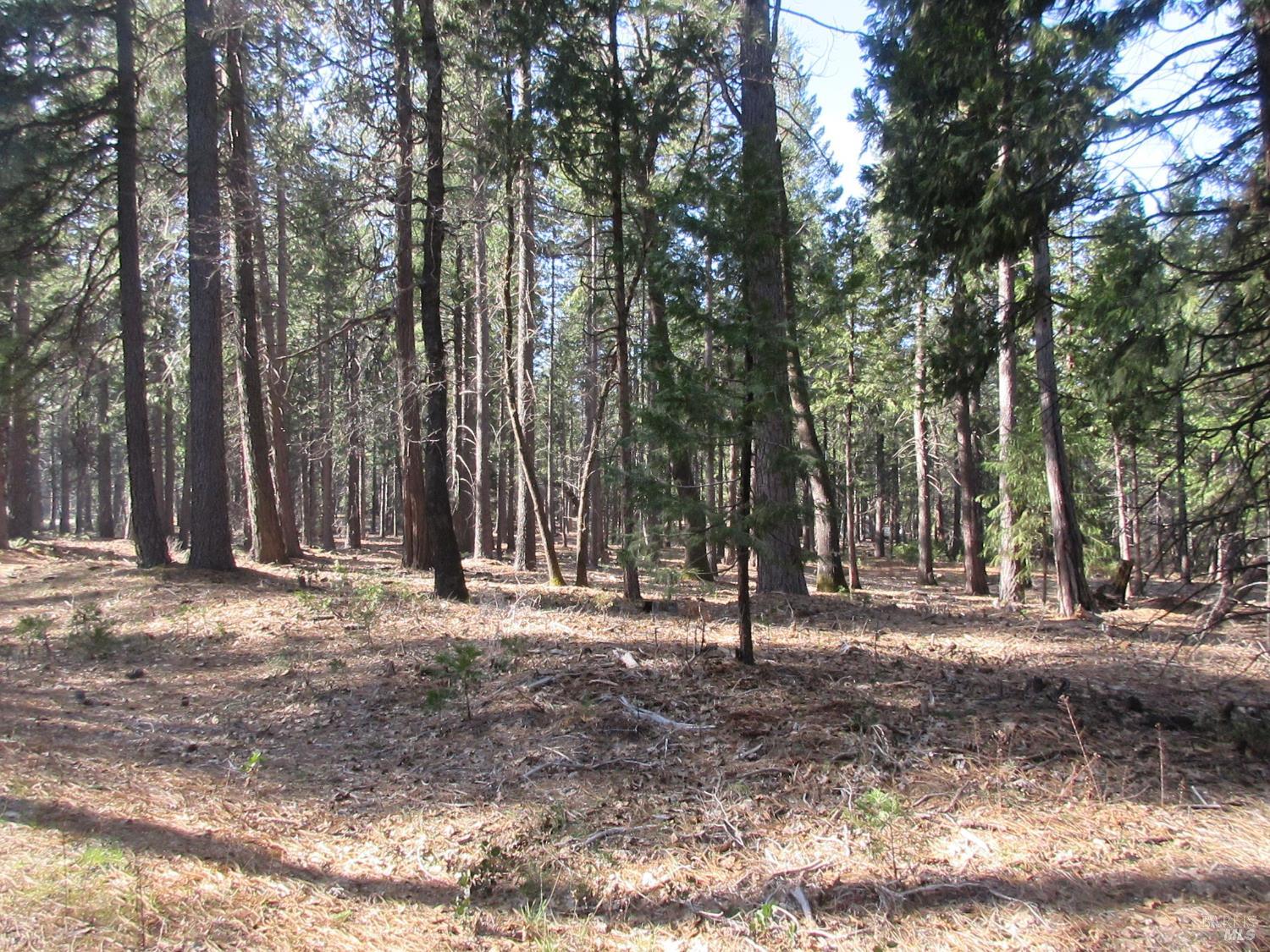 Detail Gallery Image 17 of 20 For 3 Acres Woodridge Dr, Shingletown,  CA 96088 - – Beds | – Baths