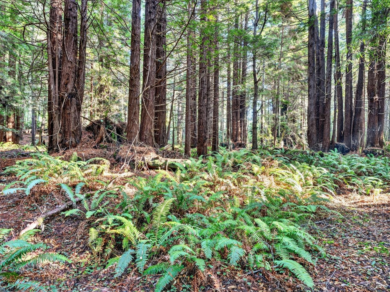 Detail Gallery Image 39 of 47 For 19400 Dorffi Rd, Fort Bragg,  CA 95437 - 3 Beds | 2/1 Baths