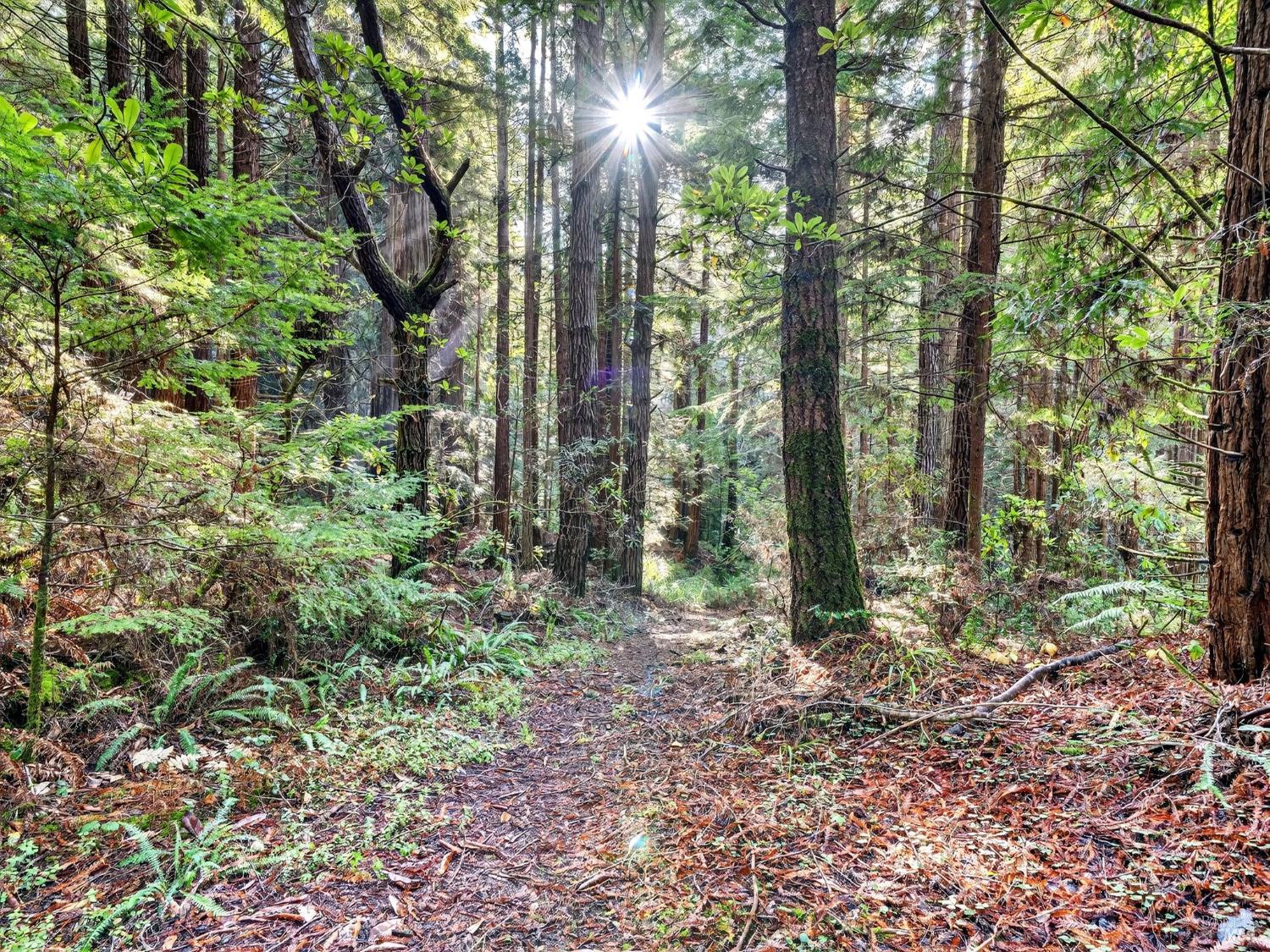 Detail Gallery Image 36 of 47 For 19400 Dorffi Rd, Fort Bragg,  CA 95437 - 3 Beds | 2/1 Baths