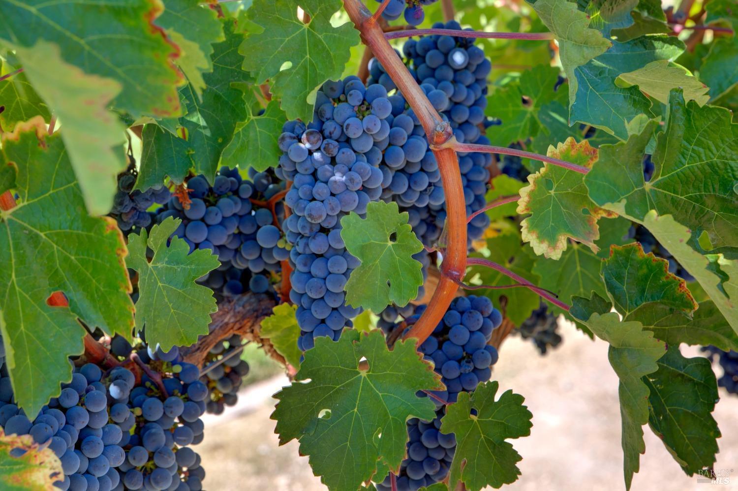 Detail Gallery Image 10 of 68 For 1180 Monticello Rd, Napa,  CA 94558 - 3 Beds | 2 Baths