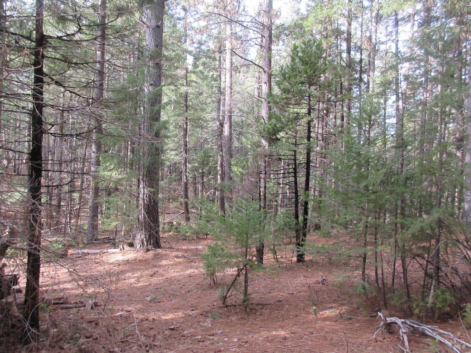 Detail Gallery Image 12 of 30 For 30425 Frontier Rd, Oak Run,  CA 96069 - – Beds | – Baths