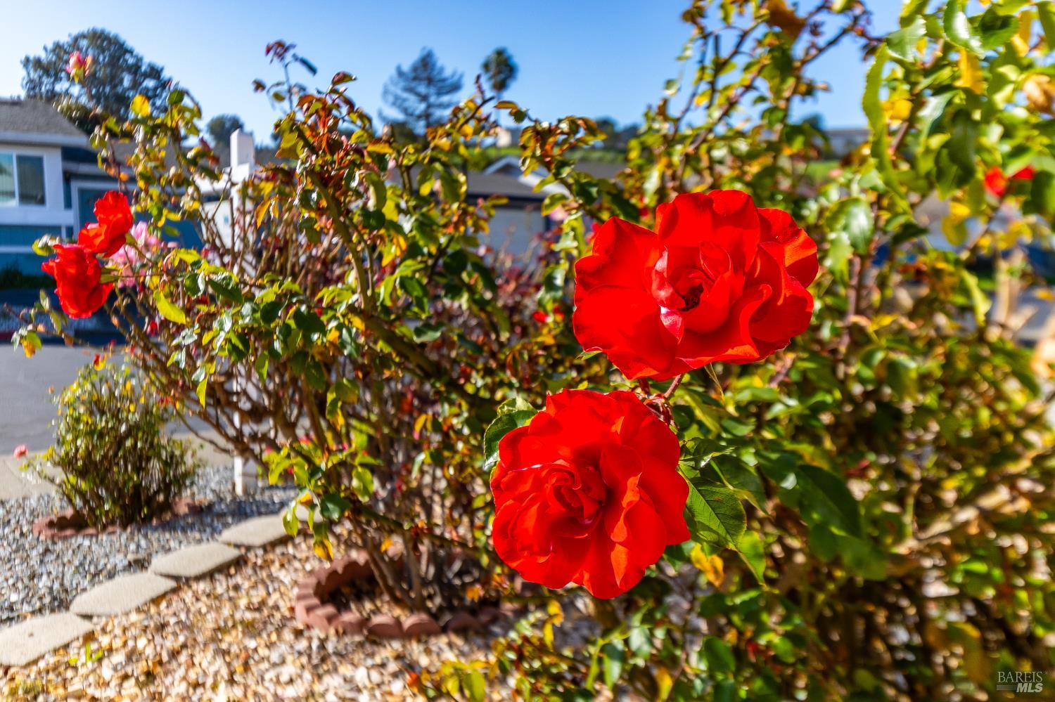 Detail Gallery Image 9 of 46 For 2555 Flosden Rd 65, American Canyon,  CA 94503 - 3 Beds | 2 Baths