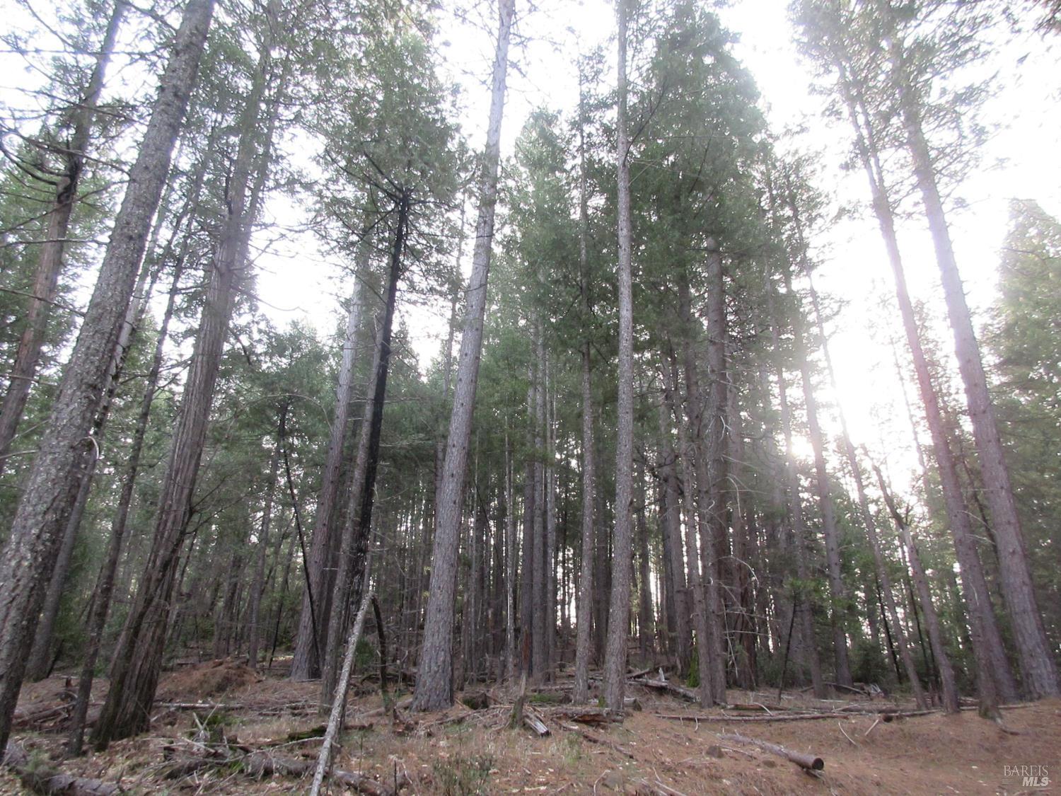 Detail Gallery Image 4 of 30 For 30425 Frontier Rd, Oak Run,  CA 96069 - – Beds | – Baths