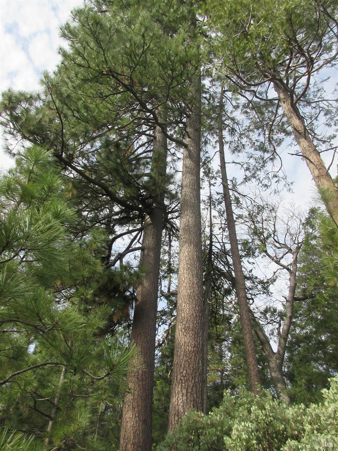 Detail Gallery Image 15 of 30 For 30425 Frontier Rd, Oak Run,  CA 96069 - – Beds | – Baths