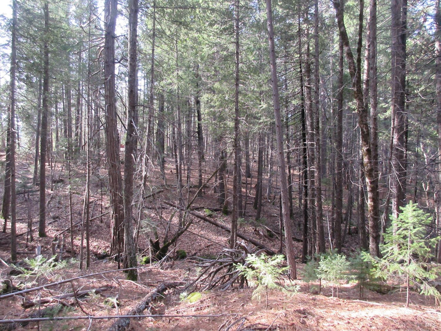 Detail Gallery Image 23 of 30 For 30425 Frontier Rd, Oak Run,  CA 96069 - – Beds | – Baths