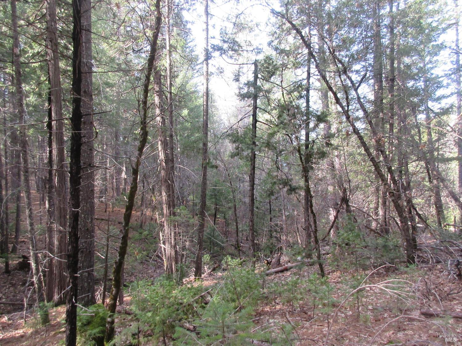 Detail Gallery Image 22 of 30 For 30425 Frontier Rd, Oak Run,  CA 96069 - – Beds | – Baths