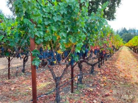 Detail Gallery Image 67 of 68 For 1180 Monticello Rd, Napa,  CA 94558 - 3 Beds | 2 Baths