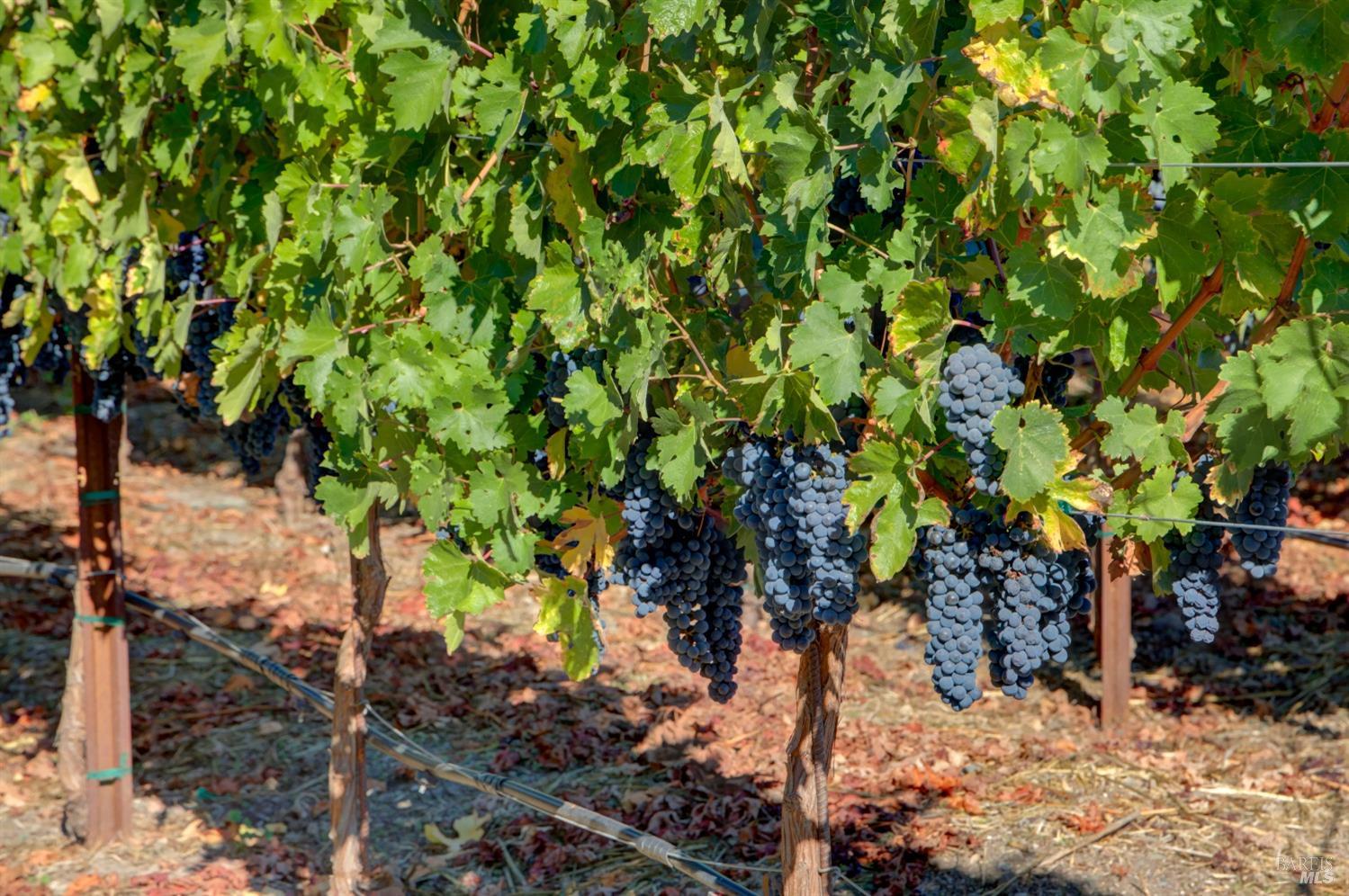 Detail Gallery Image 49 of 68 For 1180 Monticello Rd, Napa,  CA 94558 - 3 Beds | 2 Baths